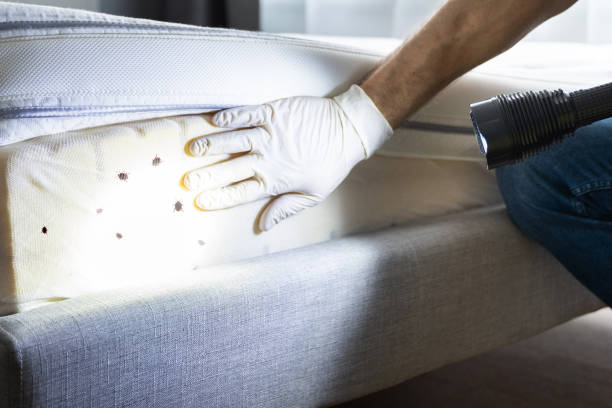 Best Flea Control Services  in Harmony Grove, CA